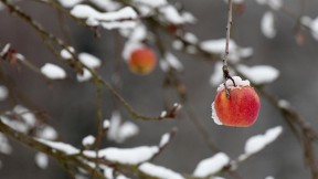 一枚红苹果挂在被大雪压断的树枝上 (© griangraf/iStock/Getty Images)(2020-01-10)