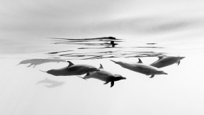 【2020-04-14】 伊斯塔帕海岸的热带斑海豚，墨西哥 (© Christian Vizl/Tandem Stills + Motion)
