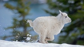 蒙大拿州西部的小雪羊 (© Donald M. Jones/Minden Pictures)(2020-12-20)