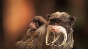 一只带着幼崽的长胡子皇狨猴 (© Chris White/iStock/Getty Images Plus)(2020-06-21)