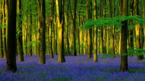 【2020-04-20】 Micheldever Wood的蓝铃花，英国汉普郡 (© Hursley/Getty Images Plus)