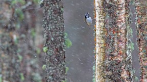 【2020-03-29】 一只经受暴风雨的冠山雀，苏格兰 (© Ben Hall/Minden Pictures)