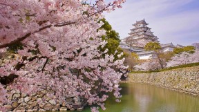 【2020-04-06】 盛开的樱花和姬路城，日本姬路 (© Tororo/Getty Images)
