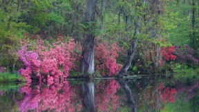 在玉兰种植园里盛开的杜鹃花，南卡罗来纳州查尔斯顿 (© Joanne Wells/Danita Delimont)(2020-03-27)