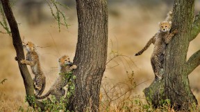 正在爬相思树的猎豹幼崽们，坦桑尼亚恩戈罗恩戈罗保护区 (© Paul Souders/Getty Images)(2020-05-26)