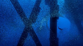 一只勃兰特鸬鹚在洛杉矶海岸石油钻塔下的一群太平洋鲭鱼中觅食，加利福尼亚 (© Alex Mustard/Minden Pictures)(2020-01-17)