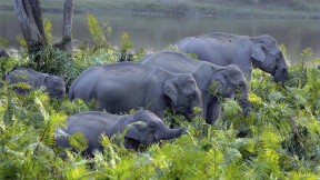 【2020-05-18】 卡齐兰加国家公园的亚洲象群，印度阿萨姆邦 (© Parameswaran Pillai Karunakaran/Minden Pictures)