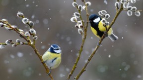 雪中的蓝山雀和大山雀，法国北孚日地区自然公园 (© Michel Rauch/Minden Pictures)(2020-12-25)