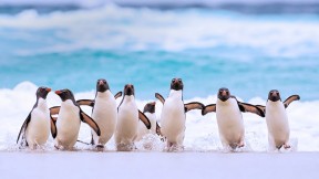 【2020-04-25】 福克兰群岛上的南跳岩企鹅 (© Heike Odermatt/Minden Pictures)