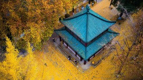 玄武湖公园的金色银杏叶，中国南京 (© SIPA Asia/ZUMA Wire/Alamy)(2020-09-23)
