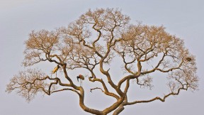 潘塔纳尔湿地中的裸颈鹳，巴西 (© Juan-Carlos Munoz/Minden Pictures)(2020-06-18)