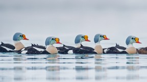 【2020-04-23】 正在游水的雄性王绒鸭，挪威特罗姆斯-芬马克郡 (© Pal Hermansen/Minden Pictures)