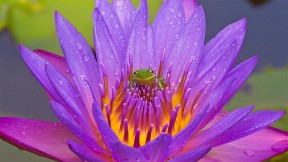 【2020-04-05】 基西米湖中的绿色树蛙和紫色睡莲，佛罗里达州 (© Joanne Williams/Danita Delimont)