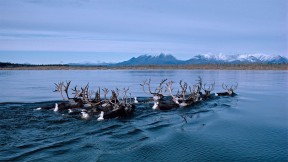 秋季迁徙时正在游过科伯克河的驯鹿，阿拉斯加 (© Michio Hoshino/Minden Pictures)(2020-11-04)