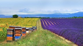 【2020-05-20】 薰衣草田和蜂箱旁的向日葵地，法国普罗旺斯 (© leoks/Shutterstock)