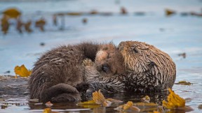 【2020-09-20】 海獭妈妈和新生的小狗，加利福尼亚蒙特雷湾 (© Suzi Eszterhas/Minden Pictures)