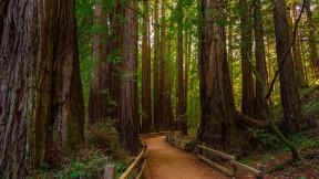 【2020-01-09】 穆尔森林国家纪念碑，加利福尼亚州旧金山 (© Mia2you/Shutterstock)