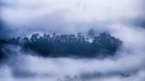 雾气环绕的森林，喀拉拉邦慕那尔市，印度 (© Ahammed Riswan/EyeEm/Getty Images)(2020-12-16)