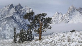 【2020-05-11】 大提顿国家公园中的Old Patriarch Tree，怀俄明州 (© George Sanker/Minden Pictures)