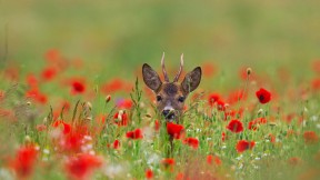 【2020-05-21】 罂粟花丛中的欧洲狍 (© Arterra Picture Library/Alamy)