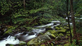【2020-05-19】 大烟山国家公园中的咆哮溪，田纳西州 (© Paul Hassell/Tandem Stills + Motion)