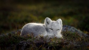 正在睡觉的北极狐 (© Menno Schaefer/Getty Images)(2020-12-10)