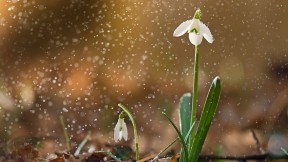 一朵盛开的雪花莲 (© Péter Hegedűs/Getty Images)(2020-02-06)