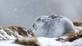 一只在暴风雪中蜷缩着的雪兔，英国苏格兰凯恩戈姆斯山脉 (© Lyle McCalmont/Getty Images)(2020-01-01)