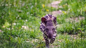 【2020-04-27】 一只南美貘幼崽小跑着穿过草地 (© Nick Fox/Shutterstock)