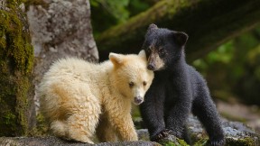 【2020-04-10】 大熊雨林中一只柯莫德熊幼崽跟它的同胞挤在一起，加拿大 (© Ian McAllister/Offset)