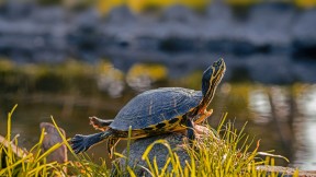 一只雄性黄腹彩龟 (© Marko Markovic Photography/Shutterstock)(2020-05-23)