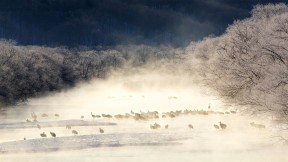 薄雾笼罩的河流中的丹顶鹤，日本北海道 (© Paul & Paveena Mckenzie/Getty Images)(2020-02-16)