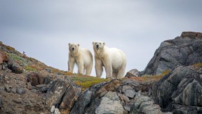 通戈山国家公园中的北极熊，加拿大 (© Cavan Images/Offset by Shutterstock)(2020-11-02)