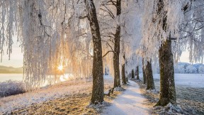 施塔弗尔湖畔乌芬附近的桦树大道，德国巴伐利亚 (© Reinhard Schmid/eStock Photo)(2020-02-21)