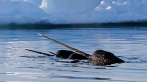 【2020-04-09】 巴芬岛附近的一群独角鲸，加拿大努纳武特 (© Eric Baccega/Minden Pictures)
