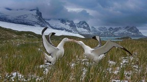 一对闲庭信步的信天翁，南乔治亚岛 (© David Tipling Photo Library/Alamy)(2020-02-19)