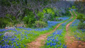 【2020-05-07】 印克斯湖国家公园中的德克萨斯矢车菊，德克萨斯州 (© Inge Johnsson/Alamy)