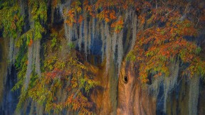【2021-10-21】 阿查法拉亚盆地的秃柏和西班牙苔藓，路易斯安那州 (© Chris Moore/Exploring Light Photography/Tandem Stills + Motion)