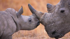 白犀牛宝宝和它的妈妈 (© Martin Harvey/Alamy)(2021-09-22)