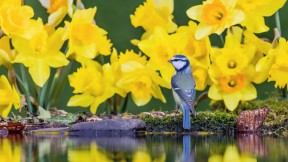 威尔士中部水仙花中的蓝山雀 (© Philip Jones/Alamy)(2021-03-01)