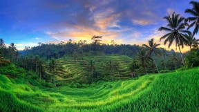 乌布德格拉朗梯田，印度尼西亚巴厘岛 (© Michele Falzone/Alamy)(2021-04-20)