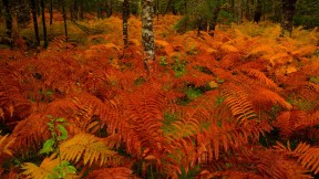 【2021-11-02】 亡灵节上点缀公墓的万寿菊，墨西哥米却肯州 (© Irwin Barrett/Design Pics/Alamy)