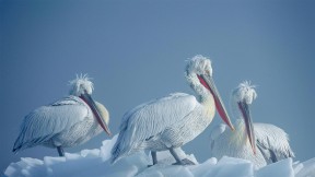 冰上的卷羽鹈鹕，希腊凯尔基尼湖 (© Guy Edwardes/Minden Pictures)(2021-02-23)