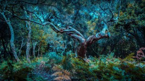 【2021-10-19】 马德拉岛的法纳尔森林，葡萄牙 (© Val Thoermer/Alamy)