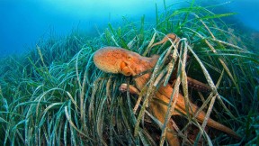 【2021-10-08】 海草中的章鱼，法国利翁湾 (© BIOSPHOTO/Alamy)