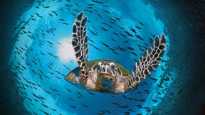 正在潜水的绿蠵龟，澳大利亚大堡礁 (© imageBROKER/Alamy)(2021-06-16)