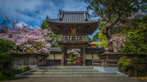 金门公园中日本茶园里盛开的樱花，加州旧金山  (© luisascanio/iStock/Getty Images)(2021-05-01)