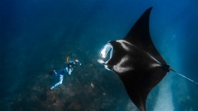 【2021-08-19】 巨型海洋蝠鲼和摄影师，澳大利亚宁格罗海岸 (© Shutterstock Premier)