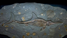 【2021-10-13】 侏罗纪时期的鱼龙化石，英国多塞特 (© Christopher Jones/Alamy)