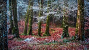 【2021-11-21】 Invergarry村庄附近的森林，苏格兰 (© Matt Anderson Photography/Getty Images)